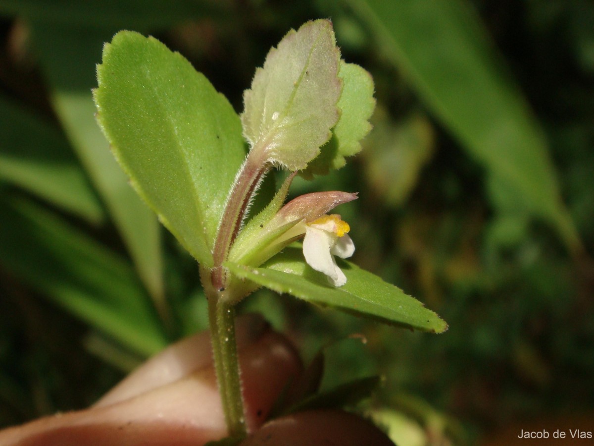 Vandellia diffusa L.